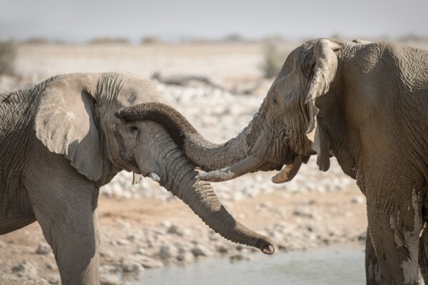 Elephants cool each other off in Etosha National Park