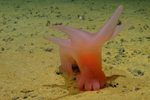One of the species discovered on the expedition was the pink sea pig, or 'Barbie Sea Pig' as it is called in English. It acquired its name because of its pink color and small feet.