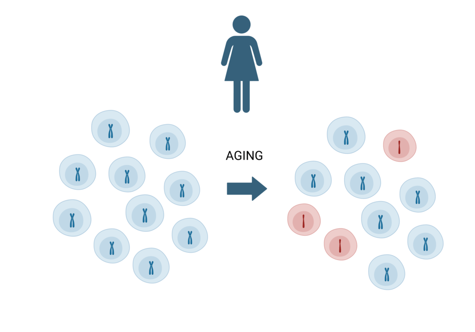 As some women age, their white blood cells can lose a copy of chromosome X. A new study sheds light on the potential causes and consequences of this phenomenon. 