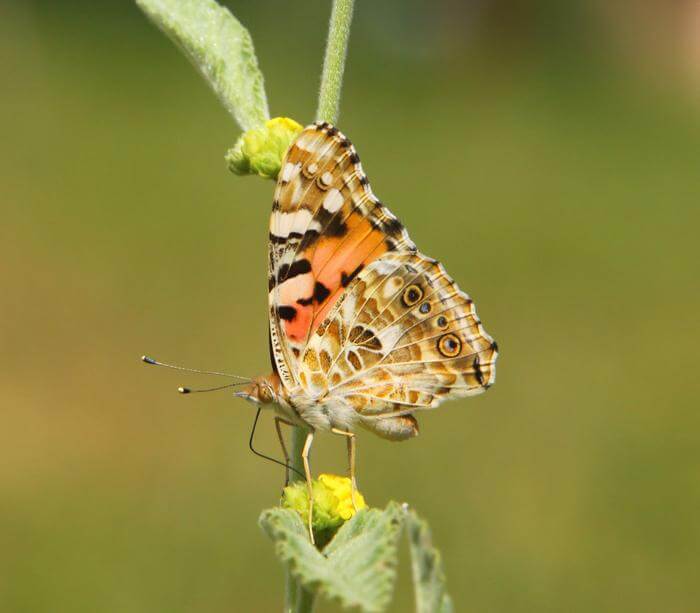 A painted lady Butterfly.