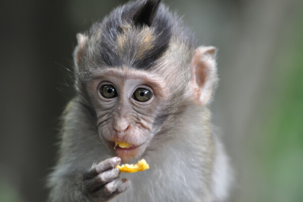 Monkey eating fruit in Bali Ubud forest