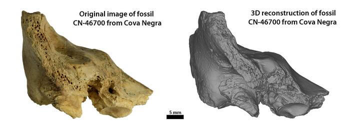 neanderthal fossil