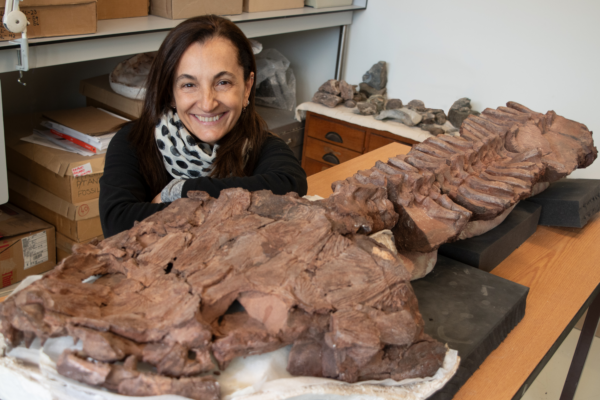 Claudia Marsicano studying the prepared stem-tetrapod fossil in Cape Town before it was transported back to Namibia.